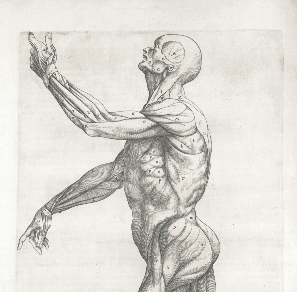 Anatomische tekening van het bewegingsapparaat