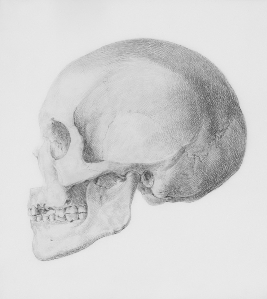 Anatomische tekening van de schedel