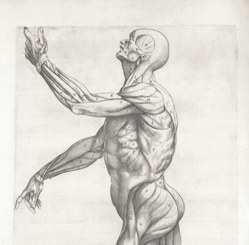 Anatomische tekening van het bewegingsapparaat