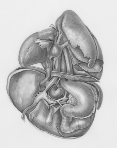 Anatomische tekening van de organen